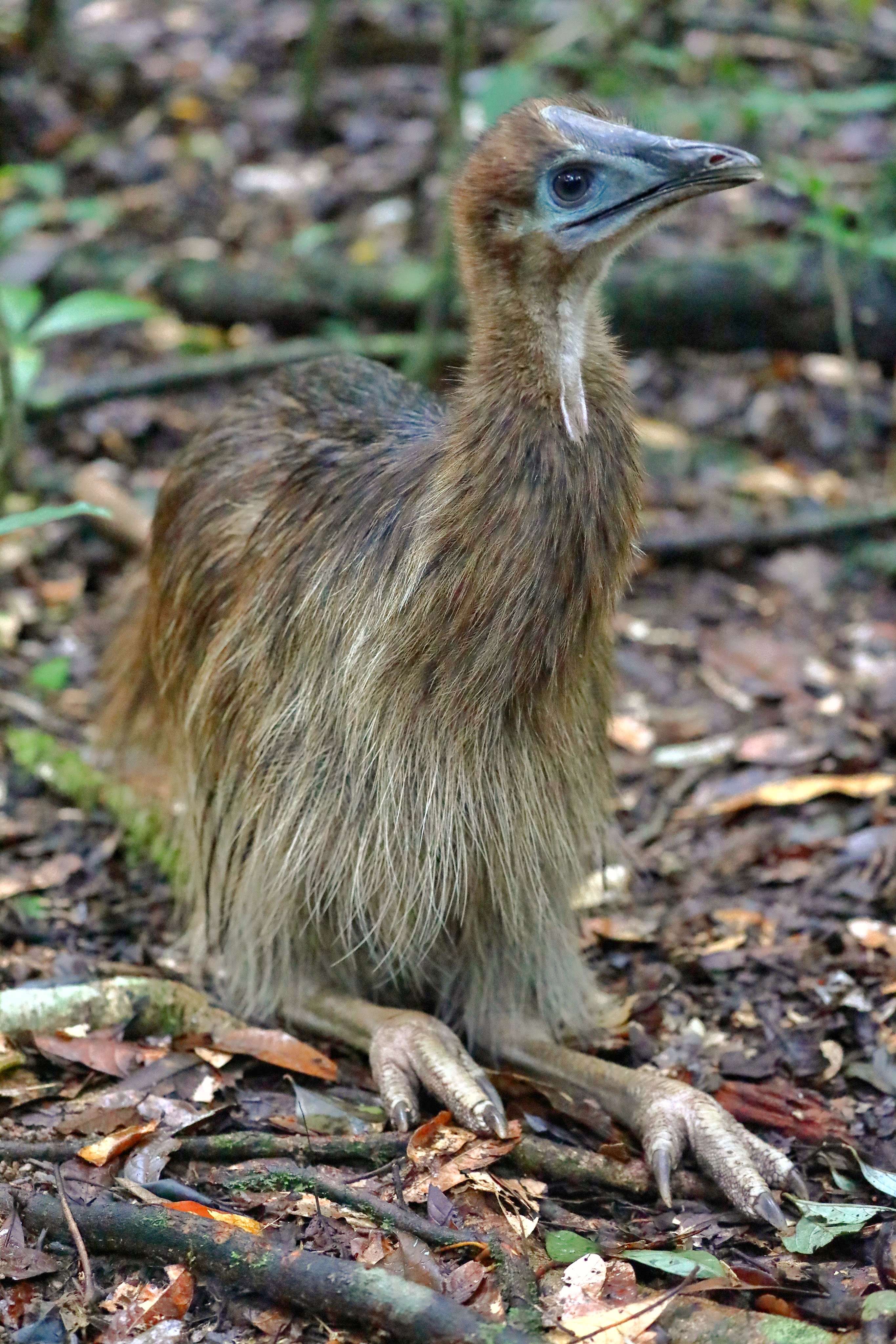 L鶴膅勱f?段@?i??E雛的简单介绍